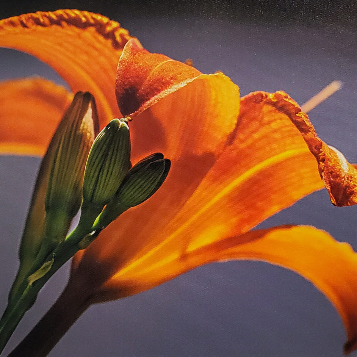 Malaina Kinne day lily photograph