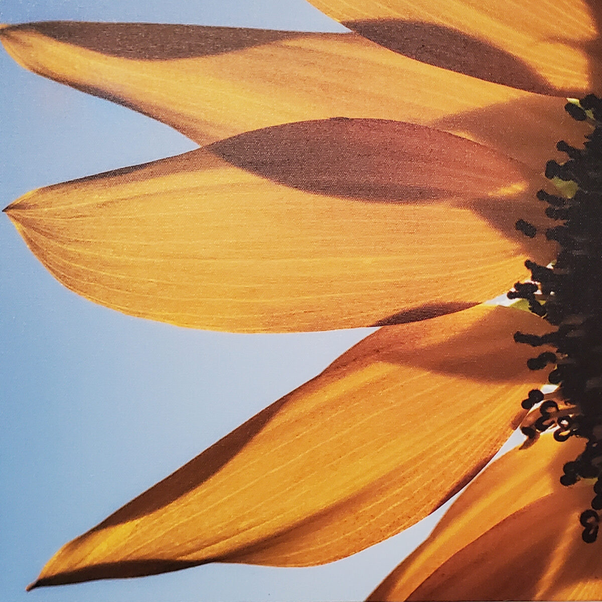 Sunflower canvas print by Malaina Kinne Photography